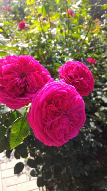 P_20170919_153707 - 2017 Trandafiri