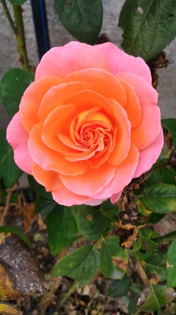 P_20170919_123736 - 2017 Trandafiri