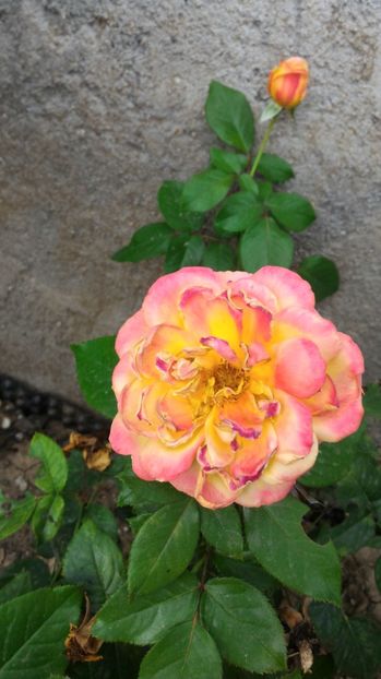 P_20170919_123652 - 2017 Trandafiri