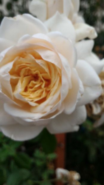 P_20170919_081913 - 2017 Trandafiri