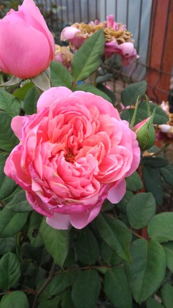 P_20170919_081732 - 2017 Trandafiri