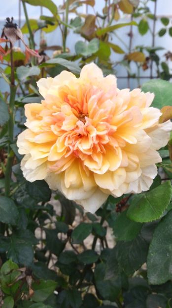 P_20170919_081624_HDR - 2017 Trandafiri