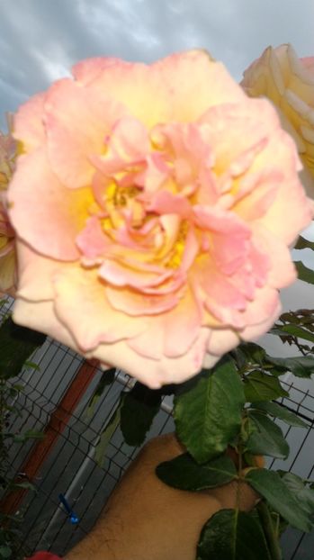 P_20170919_081443 - 2017 Trandafiri