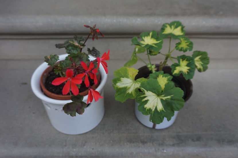 Noi achizitii: Friesdorf și Happy thoughts - Mușcate