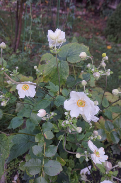  - Geranium si alte perene