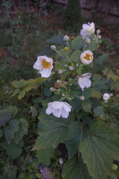  - Geranium si alte perene