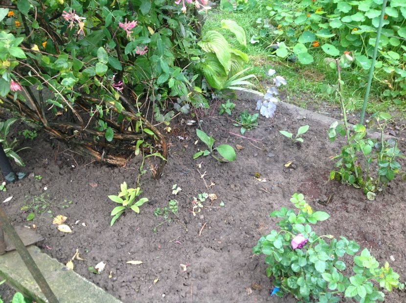  - www Trandafiri achiziții proiect 2018