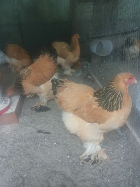  - Tineret pentru 2018