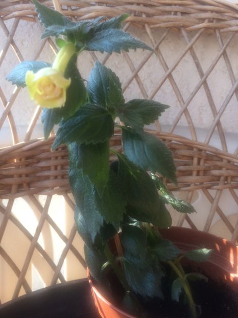 Nr.2 - Yellow English Rose P1