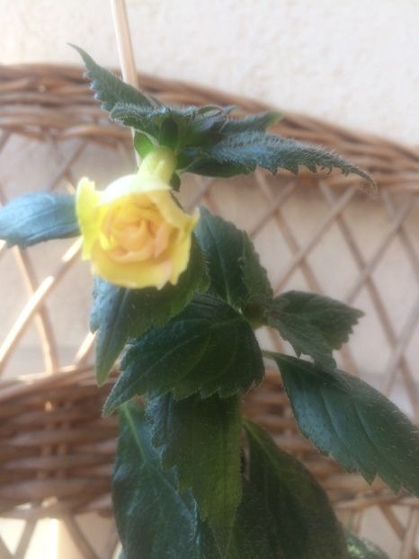 Nr.2=Yellow English Rose - Yellow English Rose P1
