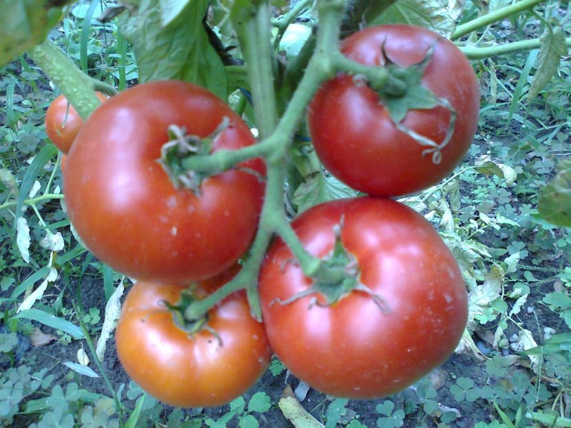 Fotografie4788 - TOMATE 2017 ALBUM 11