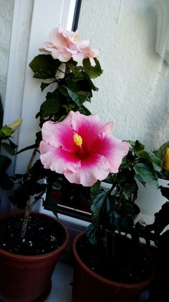 P_20170924_105933_1_BF_p - Hibiscus