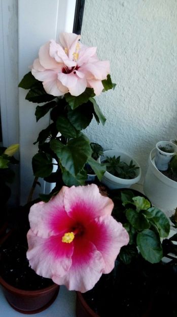 P_20170924_105945_1_BF_p - Hibiscus