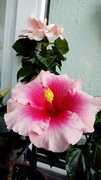 P_20170924_112900_1_p - Hibiscus