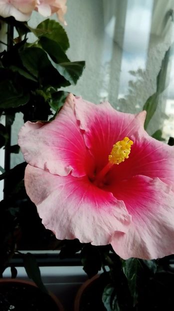P_20170924_113002_1_p - Hibiscus