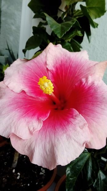 P_20170924_113025_1_p - Hibiscus