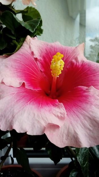 P_20170924_112951_1_p - Hibiscus