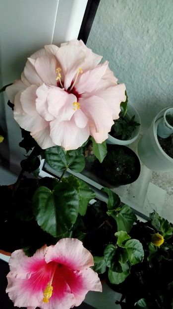P_20170924_113141_1_p - Hibiscus