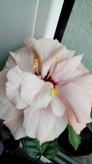 P_20170924_113157_1_p - Hibiscus