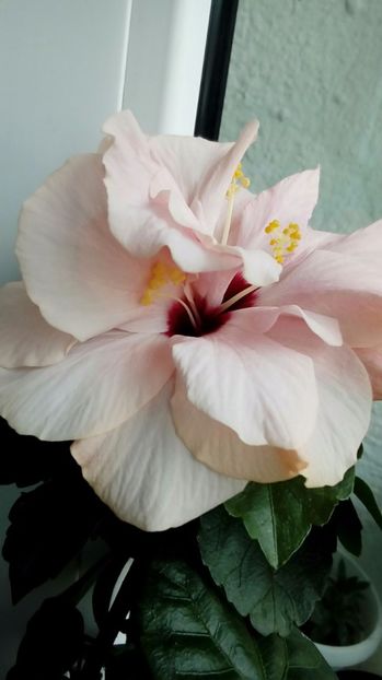 P_20170924_113203_1_p - Hibiscus