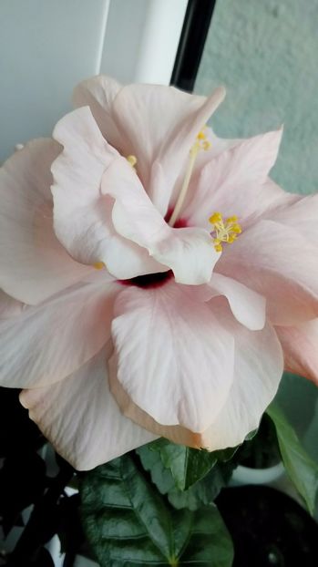 P_20170924_113208_1_p - Hibiscus