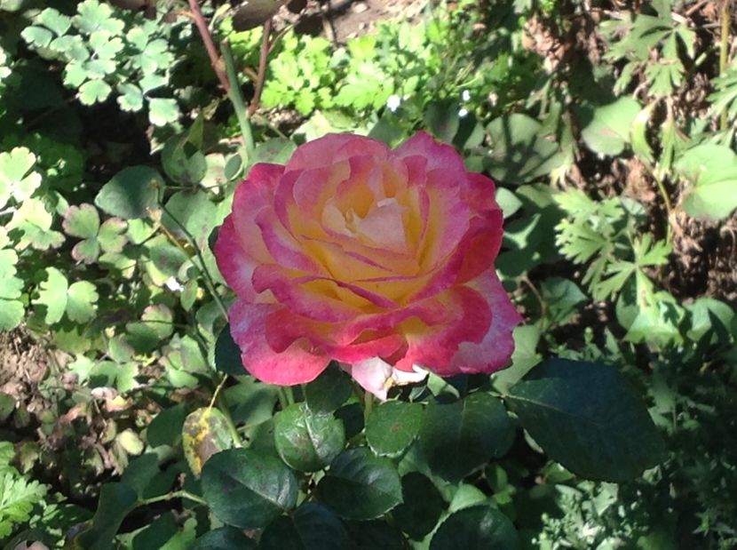  - Gradina de flori 2017