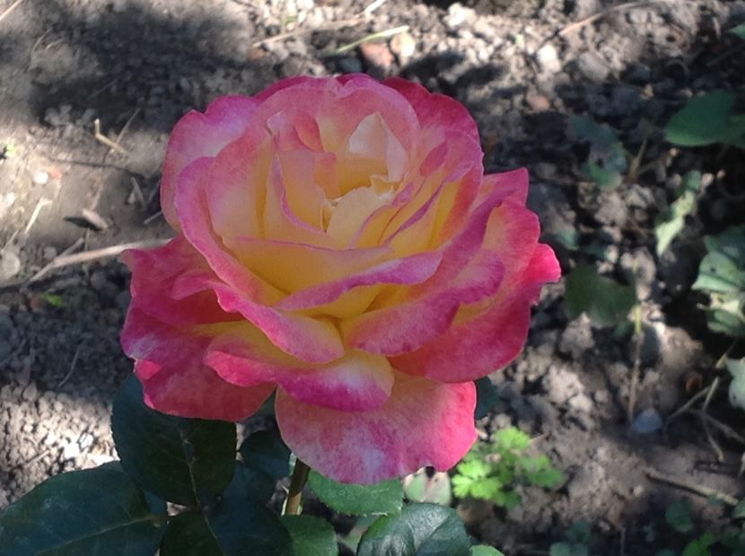 - Gradina de flori 2017
