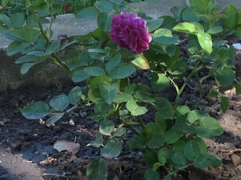  - Gradina de flori 2017