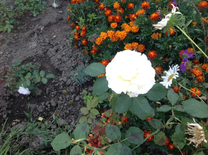 - Gradina de flori 2017