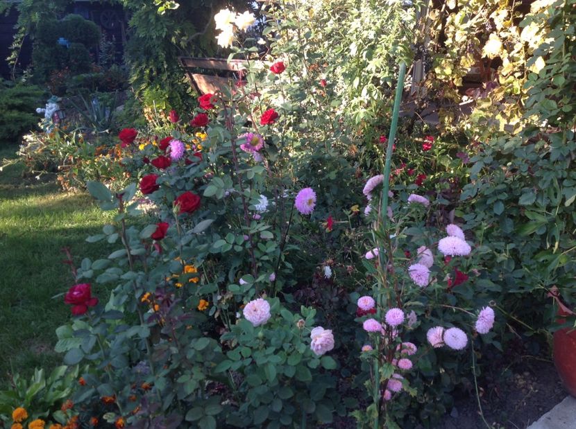  - Gradina de flori 2017