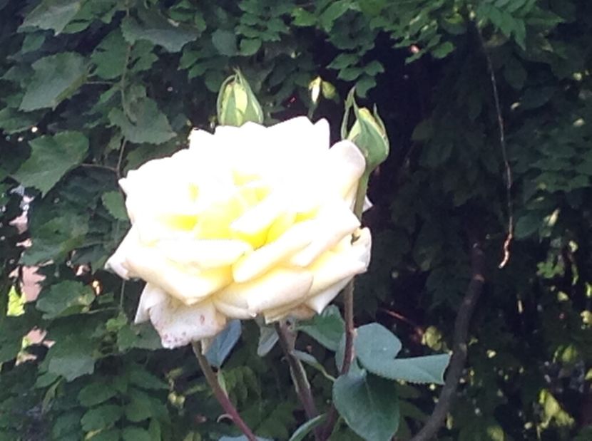  - Gradina de flori 2017