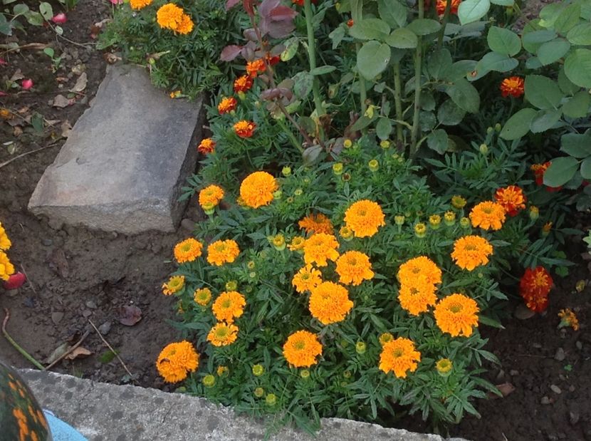  - Gradina de flori 2017