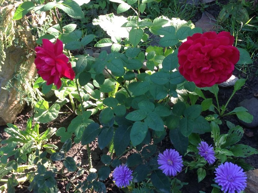  - Gradina de flori 2017