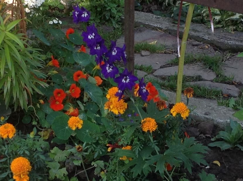  - Gradina de flori 2017