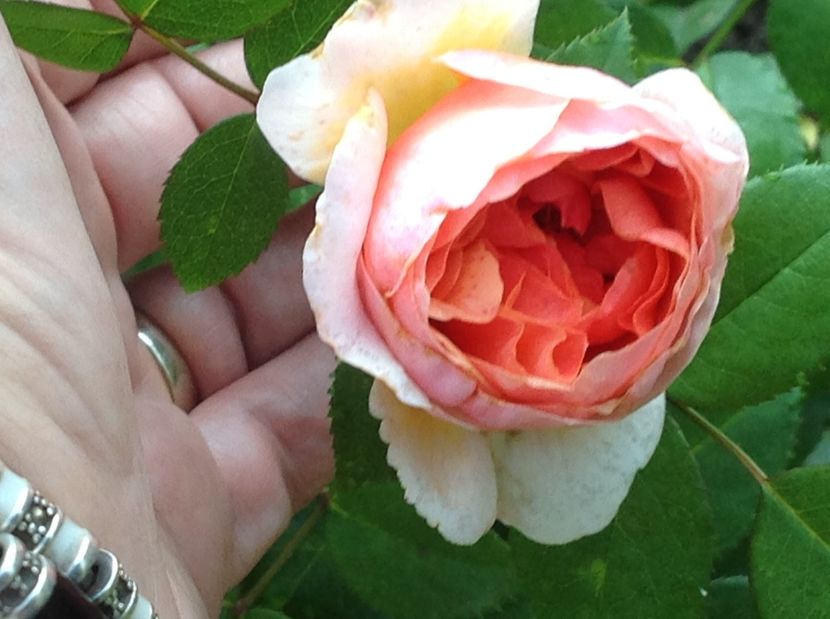  - Gradina de flori 2017