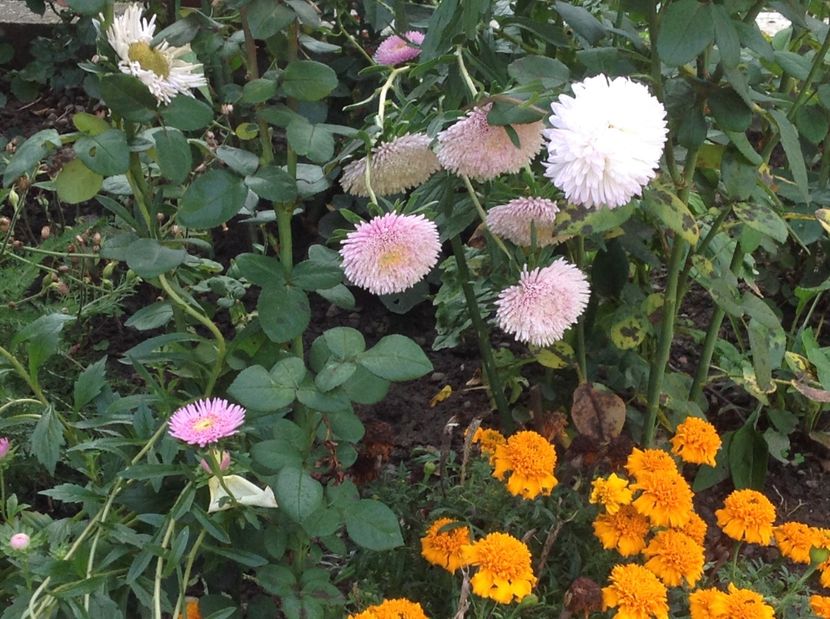  - Gradina de flori 2017