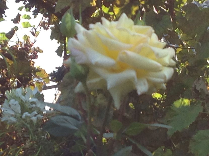  - Gradina de flori 2017