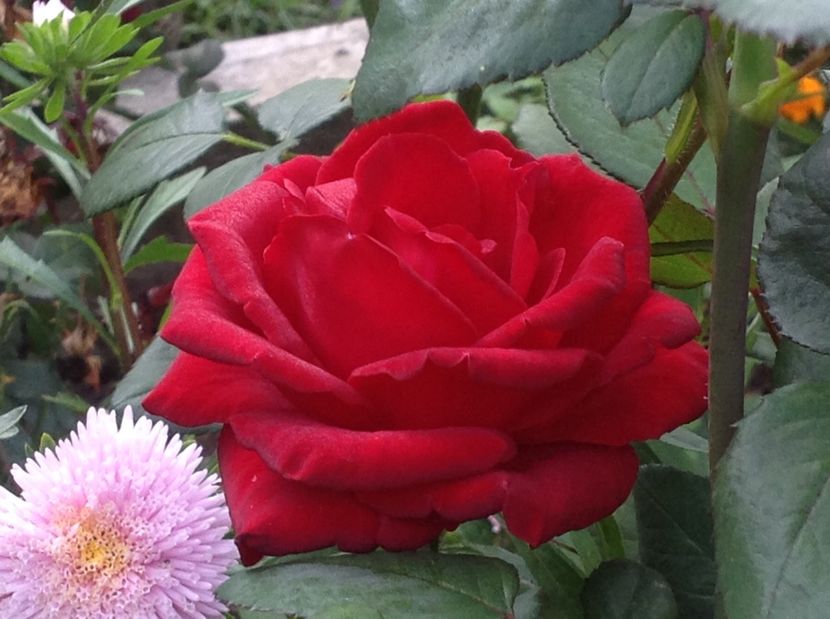  - Gradina de flori 2017