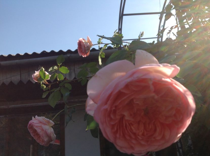 - Gradina de flori 2017