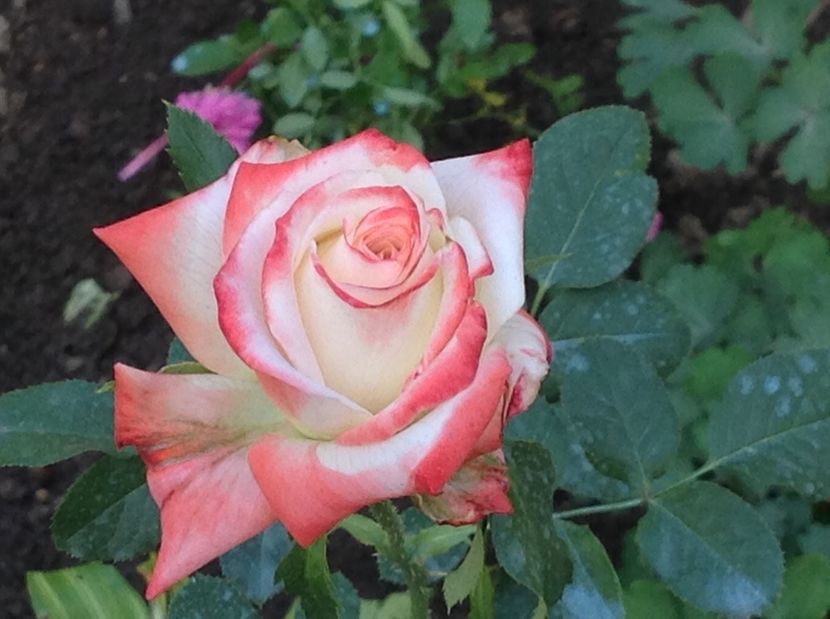 - Gradina de flori 2017