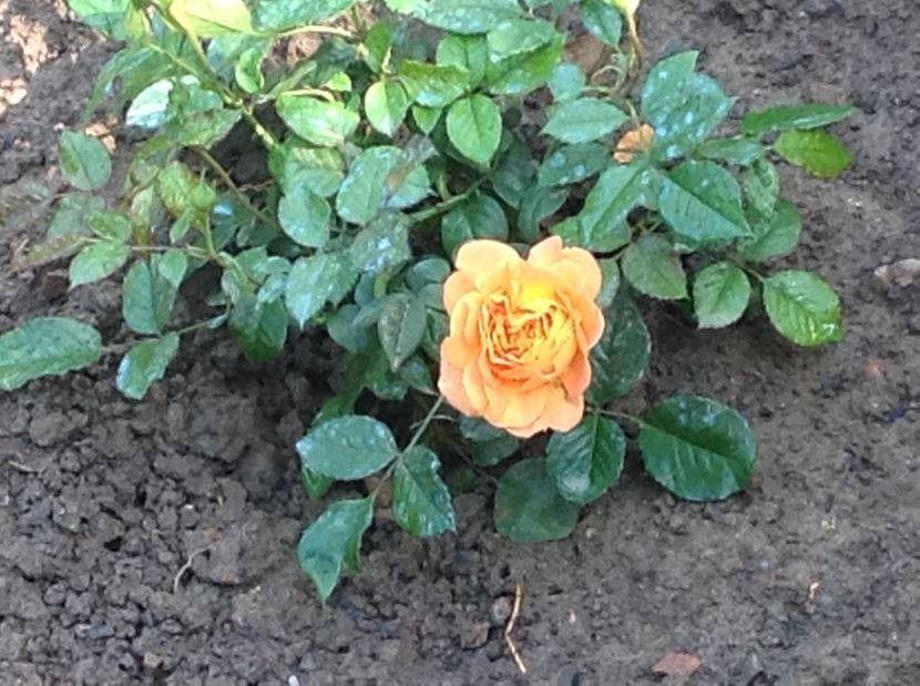  - Gradina de flori 2017