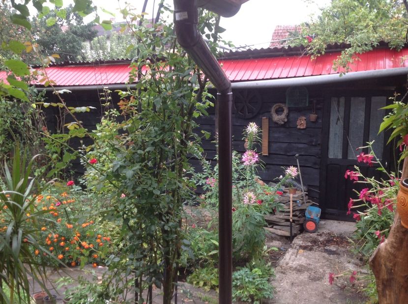  - Gradina de flori 2017