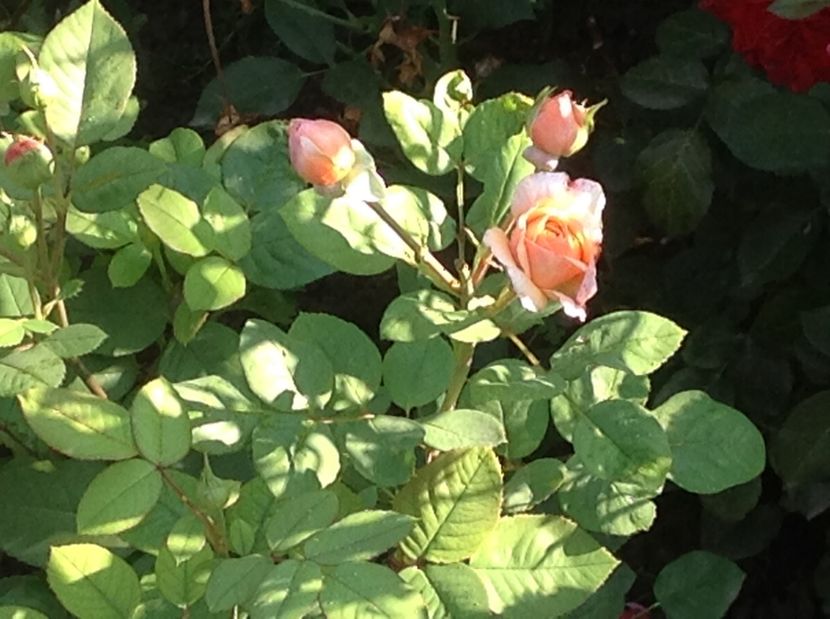  - Gradina de flori 2017