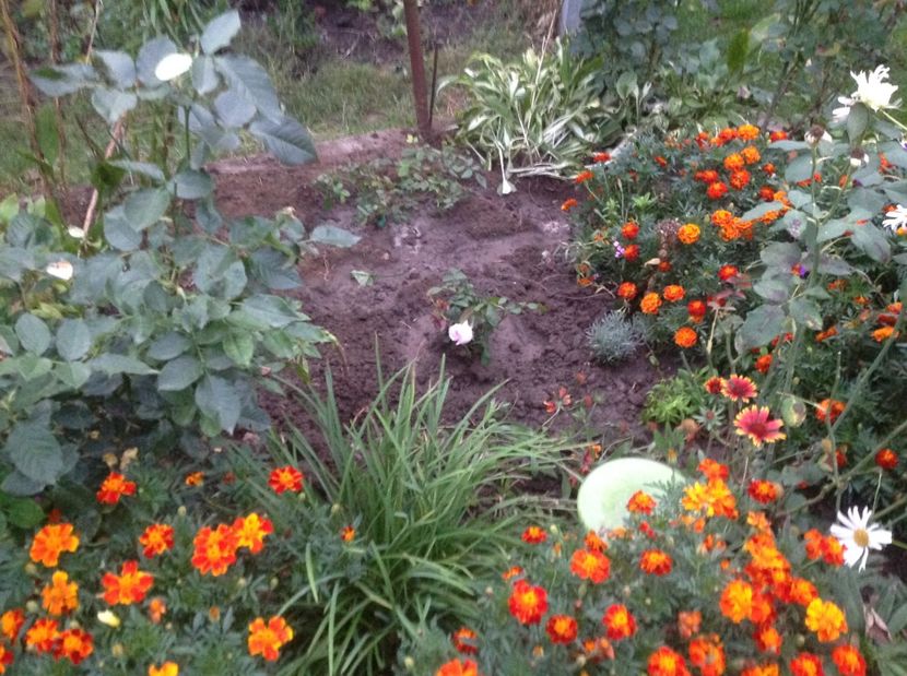  - Gradina de flori 2017