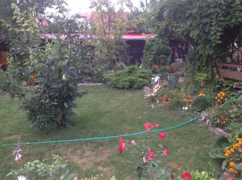  - Gradina de flori 2017