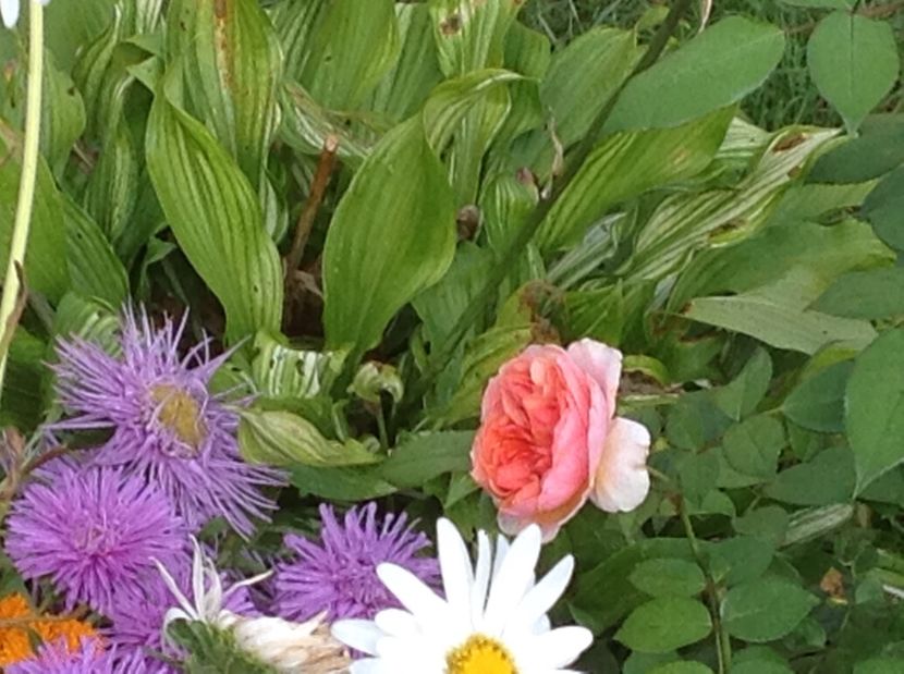  - Gradina de flori 2017