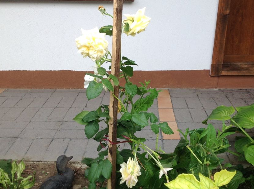  - Gradina de flori 2017