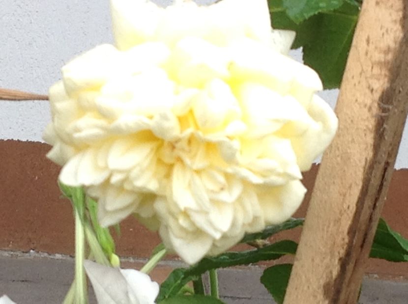  - Gradina de flori 2017