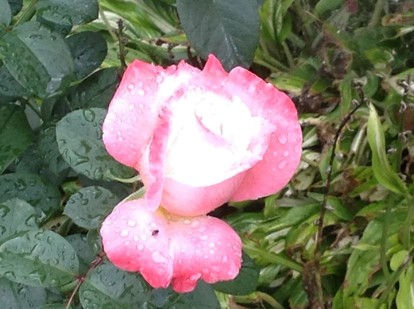  - Gradina de flori 2017
