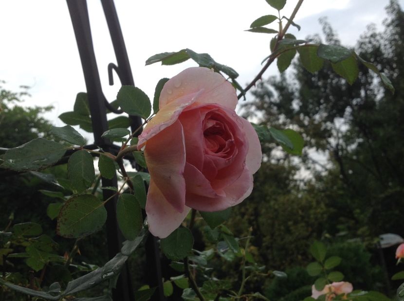  - Gradina de flori 2017